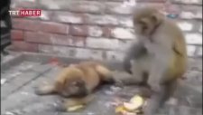 Bakın Şu Yaramaz Maymuna