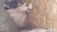 satılık kangal kopek fiyatları