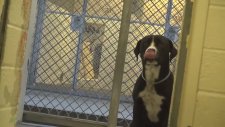Barınaktan Sahiplenilen Köpeğin Yaşadığı Büyük Sevinç