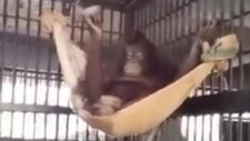 Hamak Yapan Orangutan