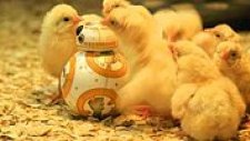 BB-8 Droid Sevimli Arkadaşlar Edindi