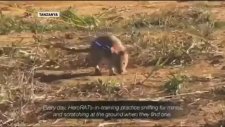 Afrika'da Mayın Temizliğini Fareler Yapıyor