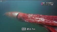 Bugüne Kadar Canlı Görülmemiş En Büyük Kalamar - Japonya