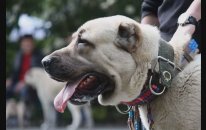 KANGAL m ıYoksa PİTBULL mu Hangisi Daha iyi Karar Sizin