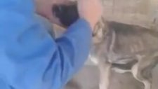 İşkence Edilen Köpeğin İnsanlara Yaklaşımı