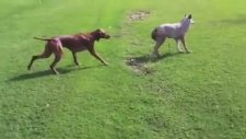 Köpeği Sahte Kurtla Trollemek