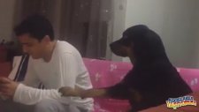 Israrla İlgi İsteyen Köpek