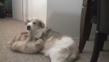 Aşkına Karşılık Bulamayan Kedi