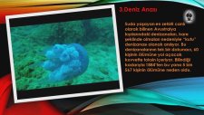 Dünyanın En Tehlikeli 10 Hayvanı