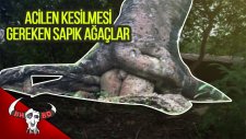 Acilen Kesilmesi Gereken 15 Sapık Ağaç!!!