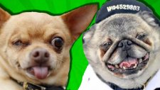 Hangisi Dünyanın En Çirkin Köpeği? - Cezalı Yarışma
