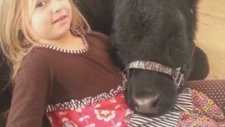 Annesinden Habersiz Eve Buzağı Alan Aşırı Tatlı Kız