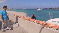 Ayna Programı - Bahamalar 1