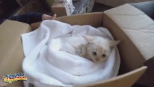 Donmak Üzere Olan Kedi Yavrusunun Hayata Tutunuşu (Ağlatır)
