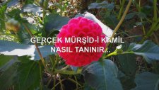 Gerçek Mürşid-İ Kamil Nasıl Tanınır...