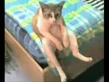 Efkarlı Kedi