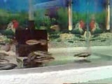 malawi akvaryumu (auratus)