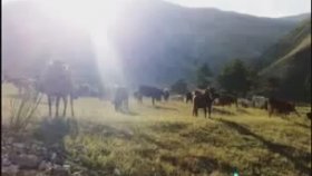 Aşık Reyhani - Tellı Ile Necıp Aşık Reyhani - Tellı Ile Necıp