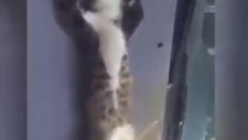 sıcak yeri bulunca kedi hiç uyanmak bile istemiyor. oynat bakalim.