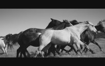 Reba McEntire - Just Like Them Horses