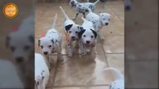 Sevimli Köpekler