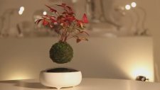 Uçan Bonsai