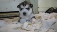 Yavru Şirin Köpek Ulumaya Çalışıyor