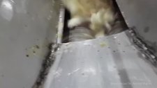 Onların Gözünden - Dünya Tavuk Eti Endüstrisi