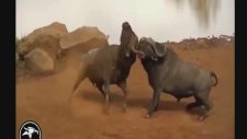 animals fighting