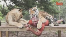 Evinde 6 Kaplan Ve 2 Aslan Besleyen Adam