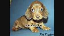 dachshund (sosis köpek) ilanları 0543 659 72 02