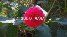Gül-Ü Rana...