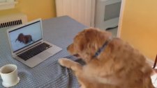 Fenomen Köpeği İzlerken Fenomen Olan Köpek 1