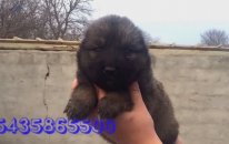 Yavru kafkas çoban köpeği fiyatları