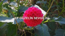 Ey Güzelin Sevgilisi...