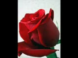 Selahattin Özdemir - Selehattin Özdemir Aramızda Sıra Dağlar Selahattin Özdemir - Selehattin Özdemir Aramızda Sıra Dağlar