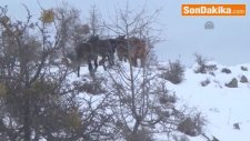 Uşak'ta Murat Dağı'da Yılkı Atları Koloni Halinde Görüntülendi