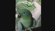 Gülme Krizine Sokan Papağan