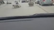 Ankara Çinçin Kağıt Arabası Drift