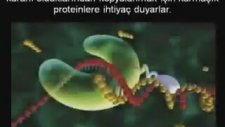 Yaşamın Başlangıcı: Abiyogenez