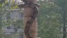 Yılanın ağaca tırmanış anı