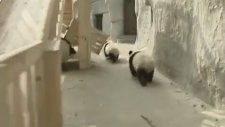 Kaydıraktan Kayan Yavru Pandalar