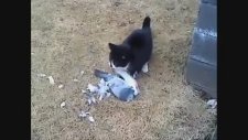 Kediden Ölü Taklidi Yaparak Kurtulan Güvercin