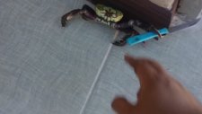 Kendini Korumak İçin Emaneti Çeken Yengeç