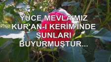 Yüce Mevla'mız Kur'an-I Kerim'inde Şunları Buyurmuştur...