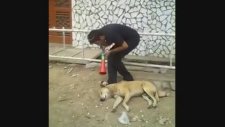 Vuvuzela İle Köpeğin Aklını Aldı