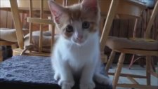 Masum Kedi Yavrusu