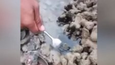 Çatal Kullanarak Ahtapot Yakalamak