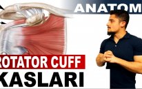 Rotator Manşet Kasları Anatomisi | Rotator Cuff