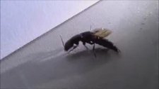 Ocypus Olens - Cepkenli Böcekgiller - Böcek Reis